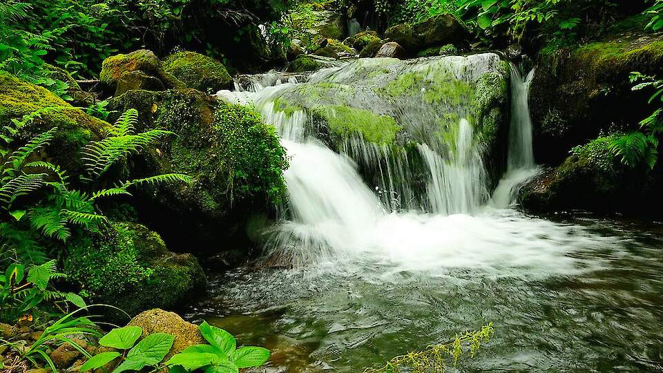 One-Day guided tour | Mtirala National Park